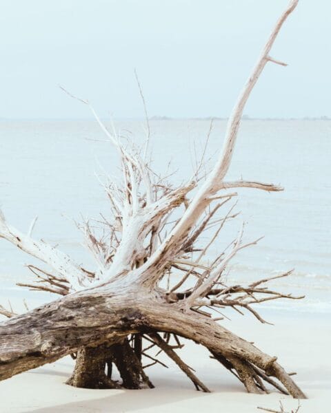 A photo of intricate driftwood next to a body of water