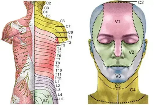 Map of dermatomes and nerve pathways labeled on head, neck and back
